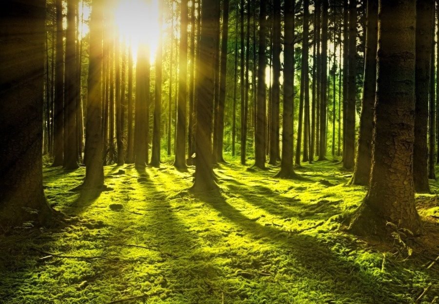 You are currently viewing Nature is a book created by God